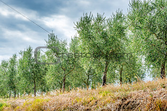 Olive trees Tuscany