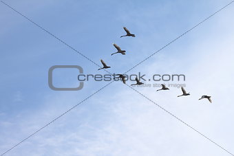 Tundra Swans flying in a clear blue winter sky.
