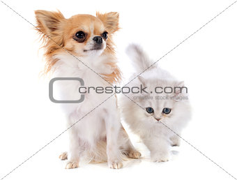 persian kitten and chihuahua