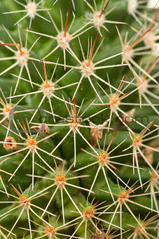 Quills and prickly cactus spines 