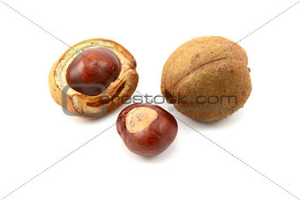 Ripe conkers in open and unopened smooth capsules
