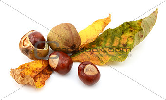 Fall foliage from a red horse chestnut with conkers 
