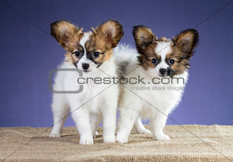 Adorable puppies of breed Papillon