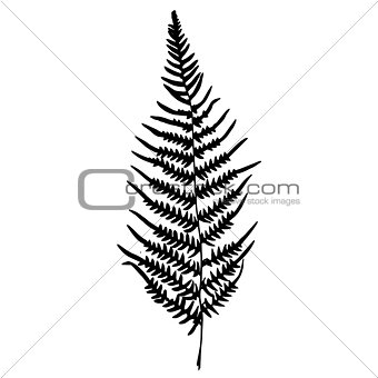Fern silhouette. Isolated on white background