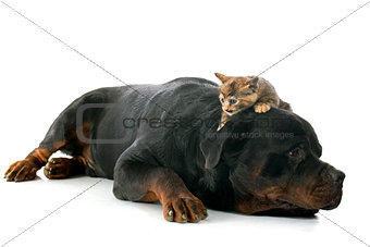 rottweiler and kitten
