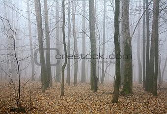 Mist autumn forest 