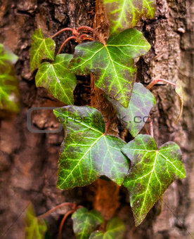 Ivy (common ivy, English ivy, European ivy)
