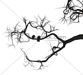 Crow Tree