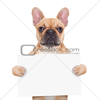 banner placard dog