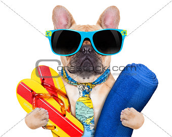 cool beach dog