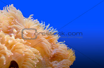 Anemones, organism of the sea. 