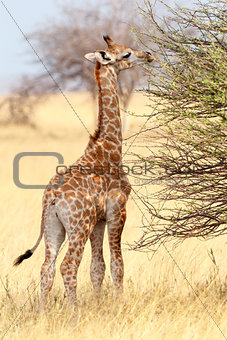 Young cute giraffe in Etosha national Park
