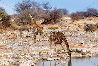 Giraffa camelopardalis drinking from waterhole in Etosha national Park