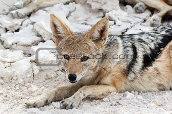 black-backed jackal (Canis mesomelas) lying in Etosha park