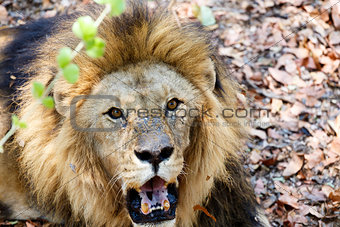 Portrait of Lion with open mouth shoving big teeth. 