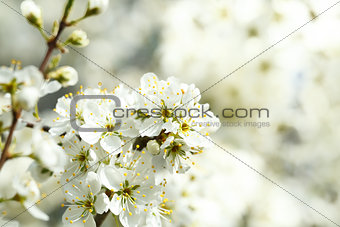 Blossoming tree in spring with very shallow focus
