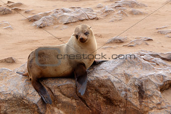 Small sea lion - Brown fur seal in Cape Cross, Namibia