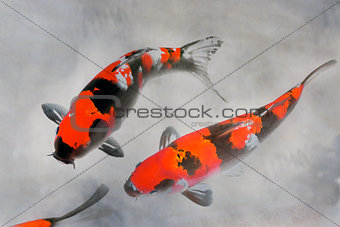 Calico Koi Fish Watercolor Illustration