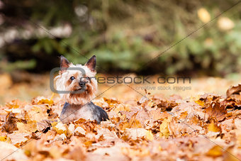 Yorkshire terrier Dog