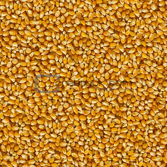 Seamless Tileable Texture of Corn Beans.