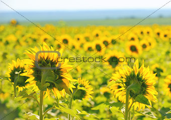 Filed of sunflowers 