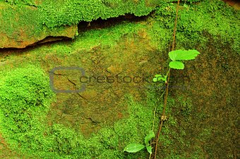 Texture of stone with moss
