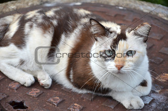 Cute striped street cat