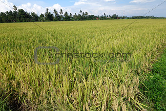 Paddy field with ripe paddy under the blue sky