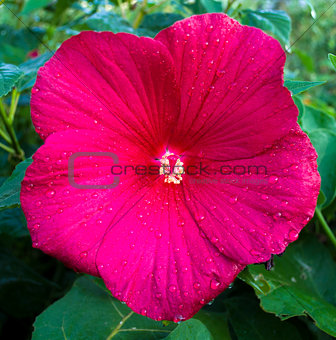 Hibiscus