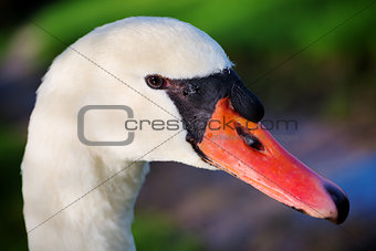 Mute swan portrait (Cygnus olor)