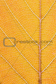 Orange leaf macro