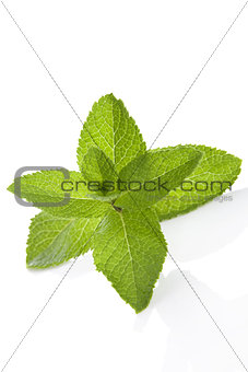 Mint leaf isolated on white.