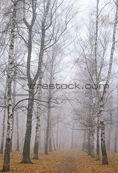 Walkway in mist autumn birch park