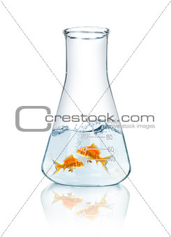 Two goldfish in an aquarium isolated on white background