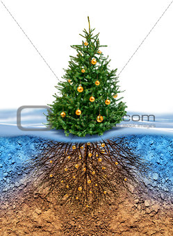Green Christmas tree with roots beneath