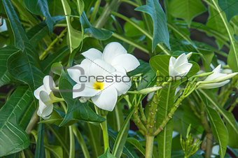 White Plumeria Pudica