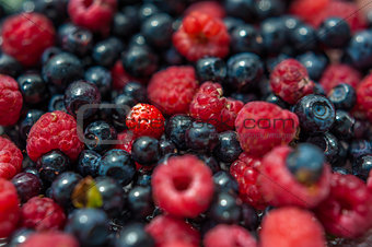 Fresh forest berries