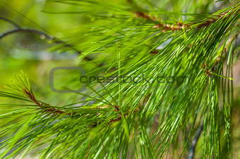 Pine tree detail