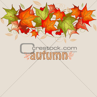 Maple leaves and red viburnum