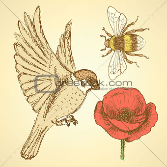 Sketch poppy, bee and sparrow in vintage style