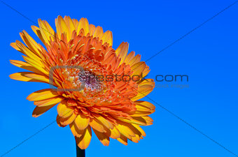 Orange Gerbera flower on sky background 