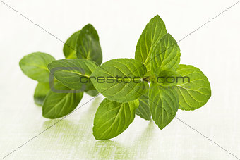 Mint leaves on green background.