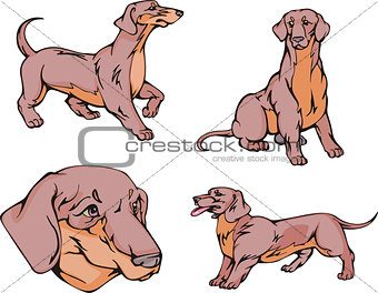 Dachshund dogs