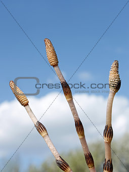 Three horsetail shoots against the sky