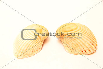 Sea shell pair isolated on the white background