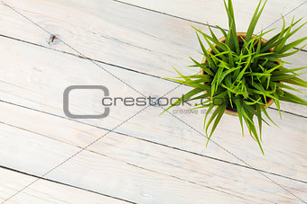 Potted grass flower over wooden table