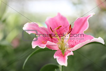  Pink lily flowers 