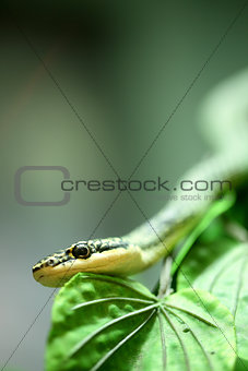Close up Golden tree snake 
