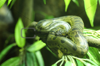 Green anaconda 