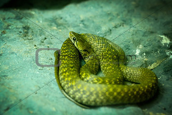 Indo chinese rat snake (Plyas korros) 